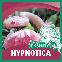 Hypnotica 