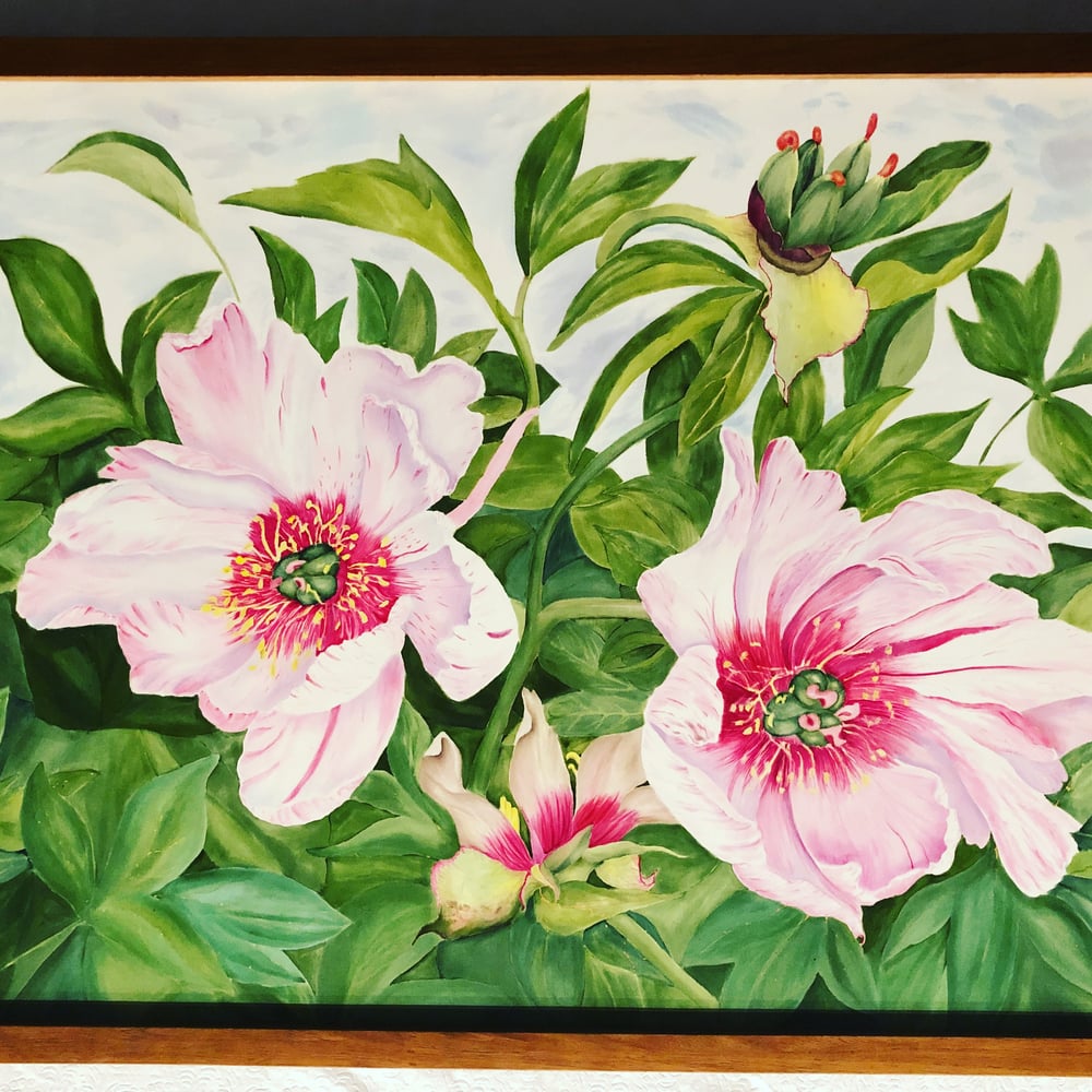 Image of Peony Pair with Carpels 