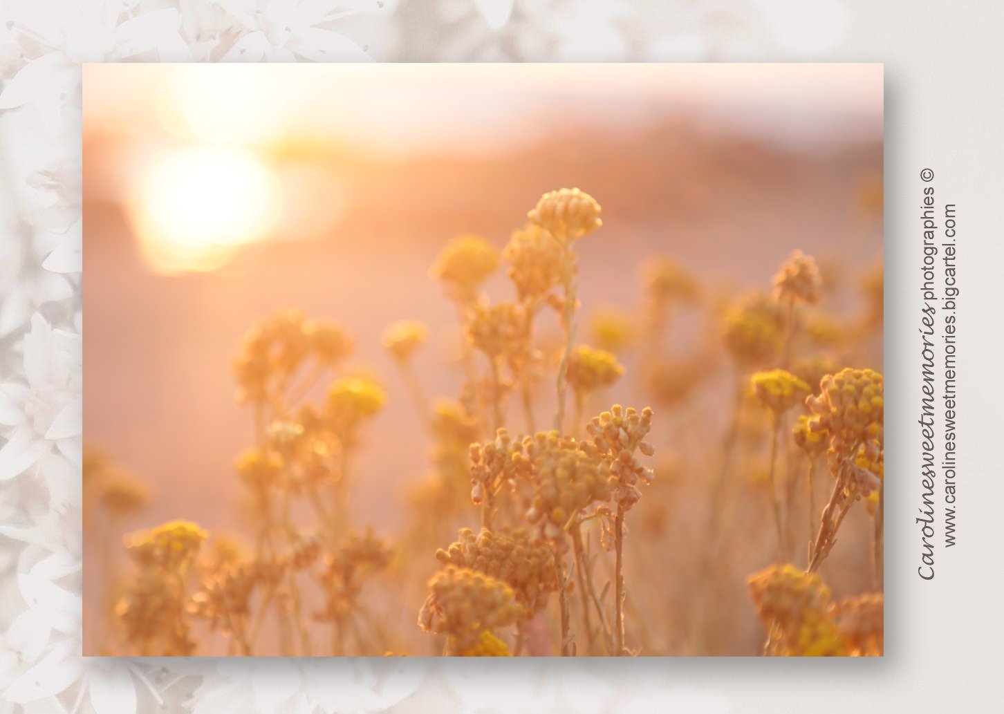 Image of Immortelles corses au soleil couchant | carte postale