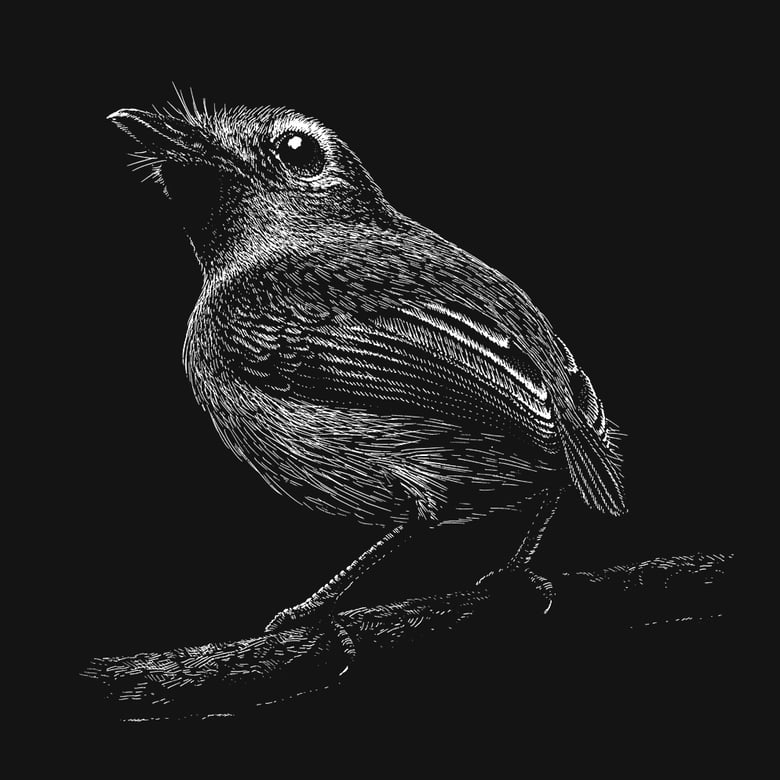 Image of »Bird #2« Screen Print