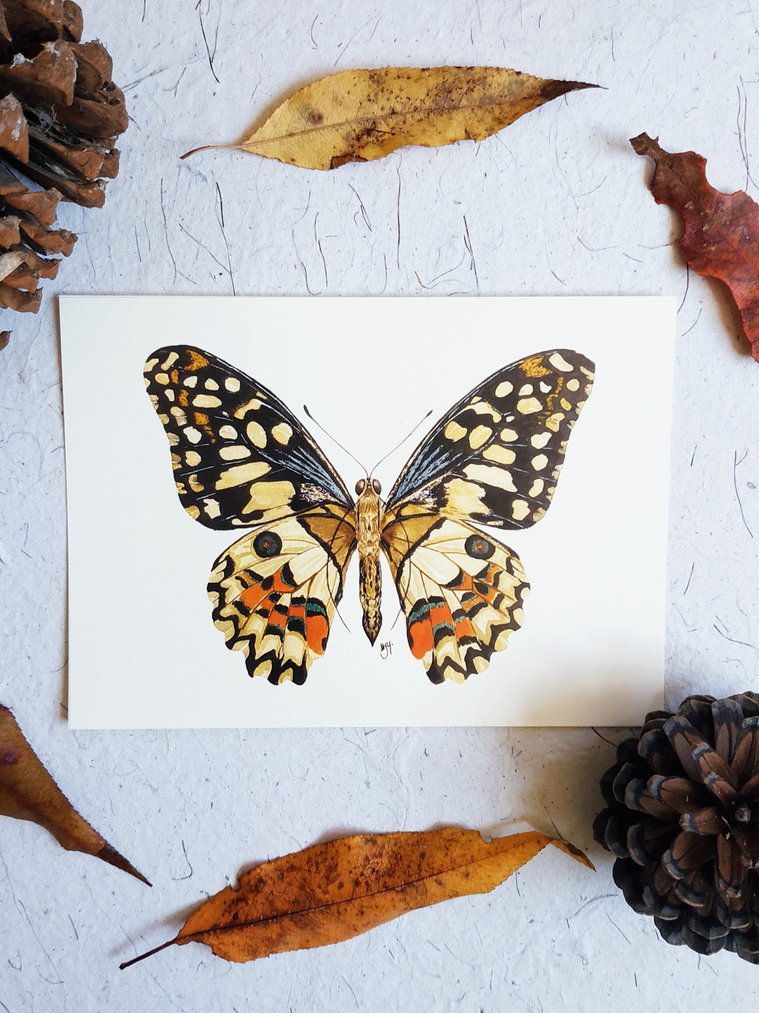 Image of Lime Butterfly Watercolor Illustration PRINT 