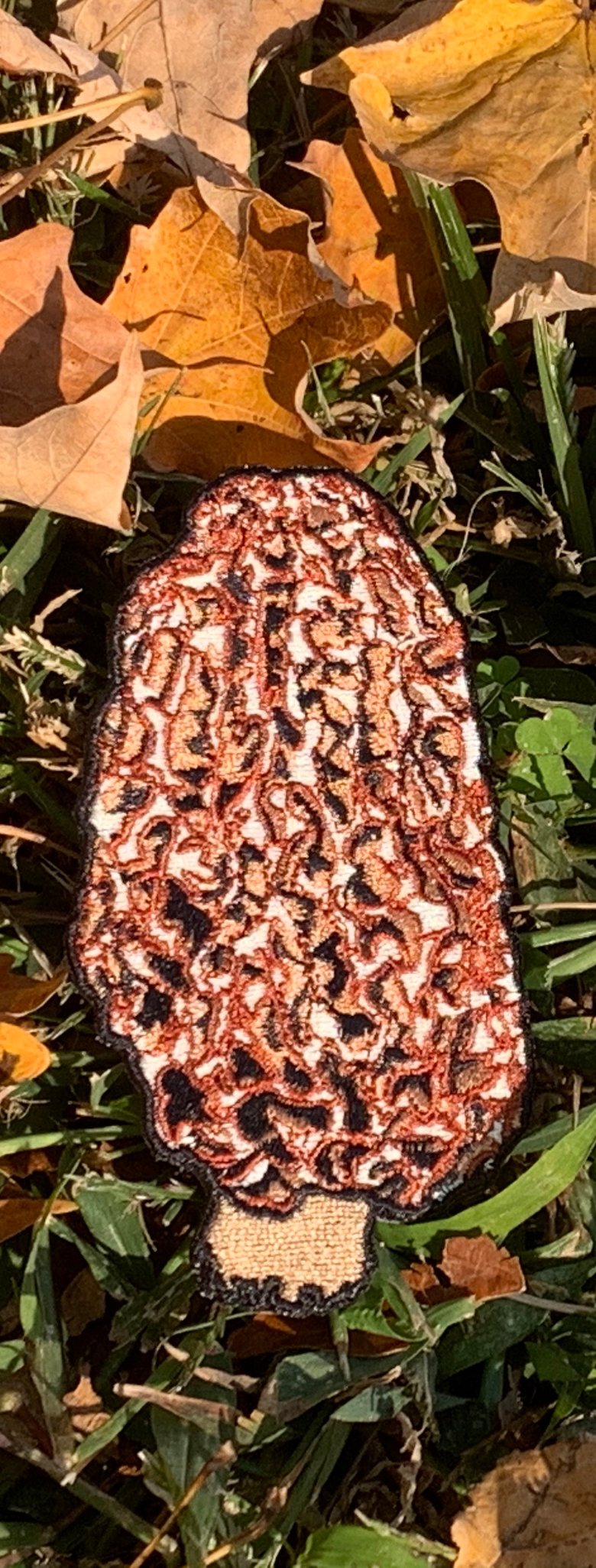 Image of Morel Mushroom Patch (sp. morchella esculenta)