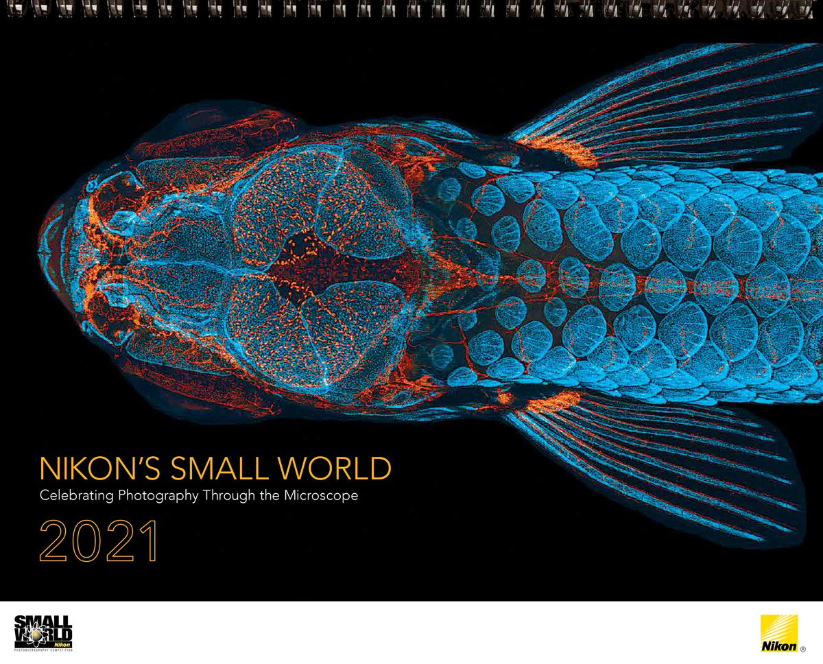 Image of 2021 Nikon Small World Calendar