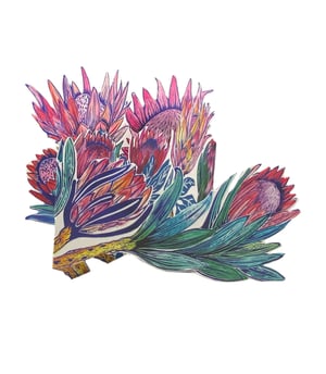 Image of Protea