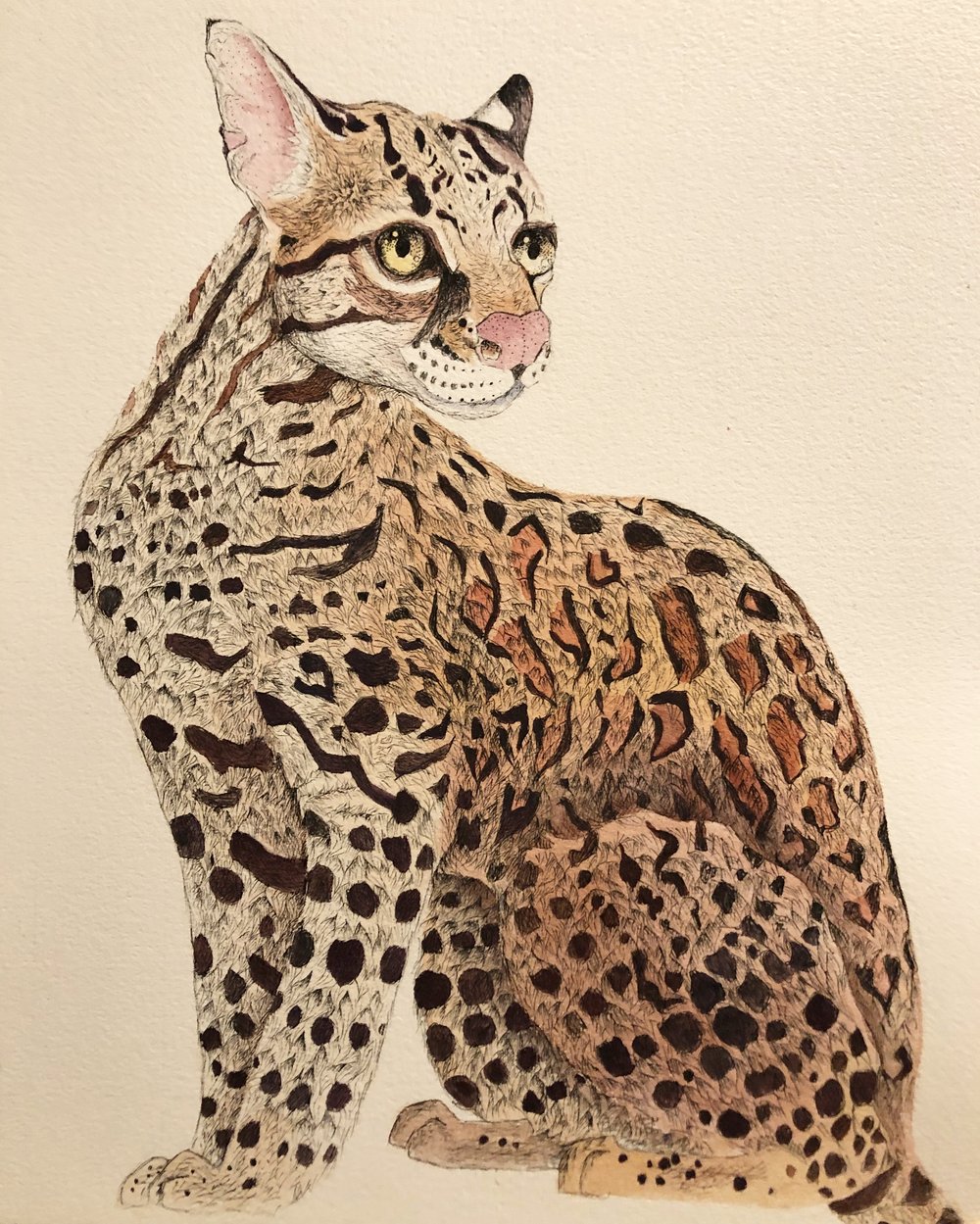 Image of Commission Guidelines