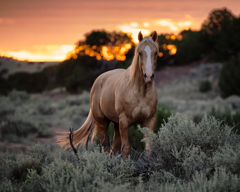 Image of Palomino