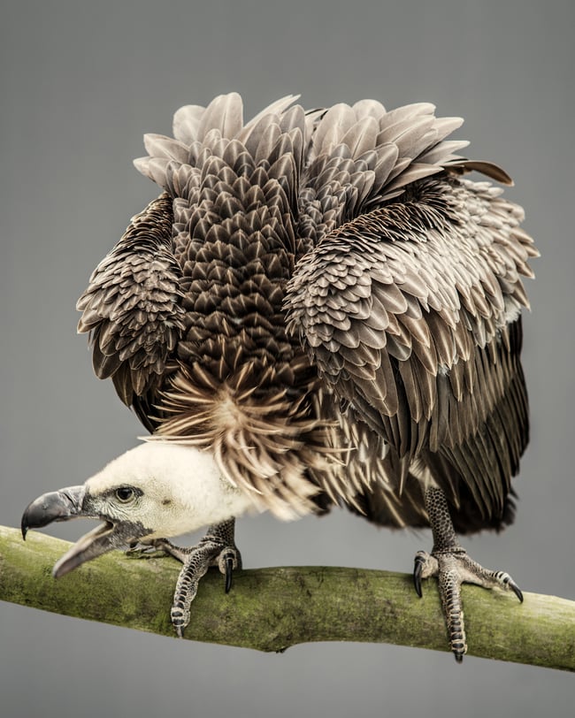 White-backed African Vulture