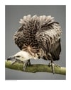 White-backed African Vulture