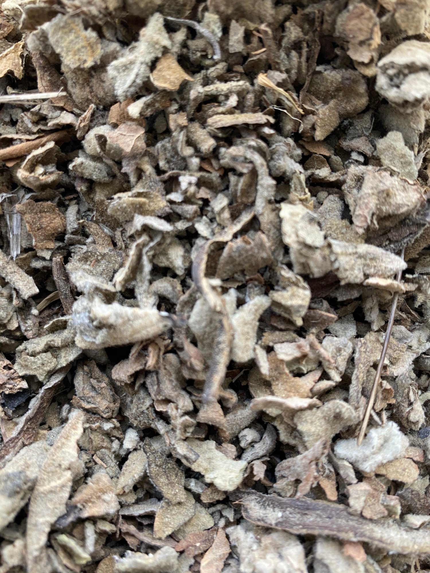 Image of Mullein Herb