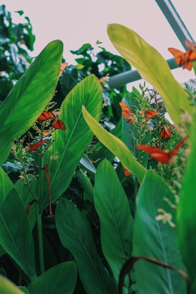 Image of Mariposa