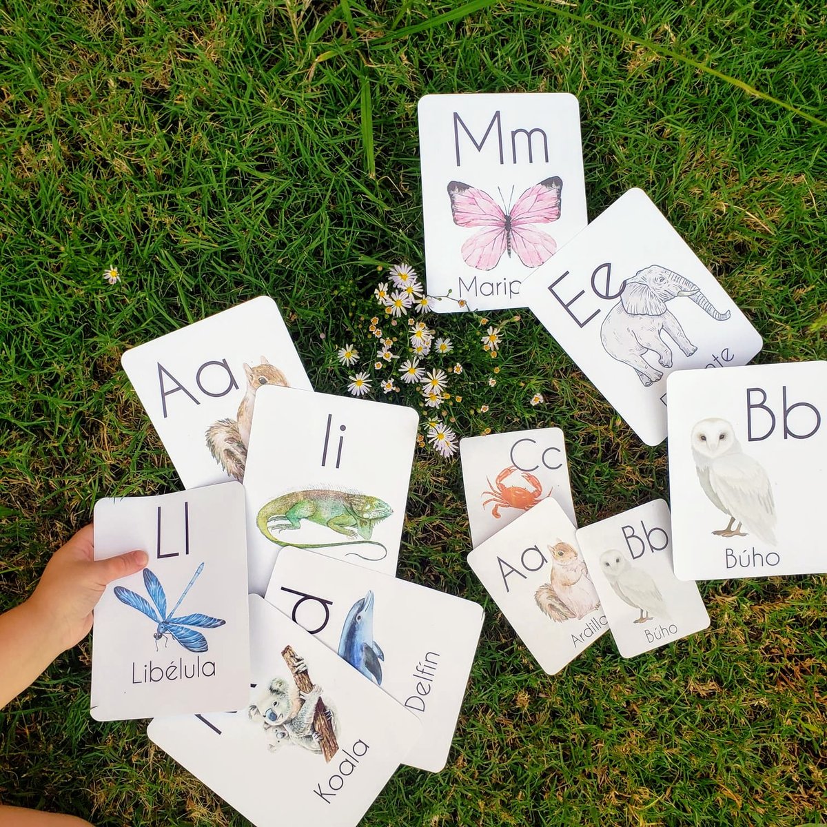 Image of Level 2 Spanish Animal Alphabet Flash Cards 