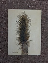 Image 2 of Joshua Tree Study 04