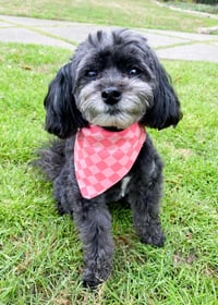 Image 4 of Fall Flower Dog Bandana