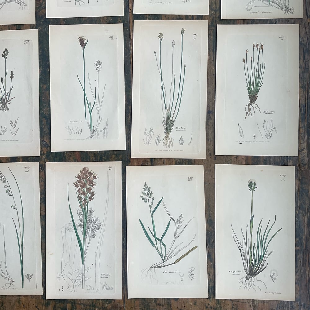 Image of Botanical Pictures group no,2