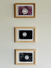 Image 1 of Dandelion clock woodcut prints 