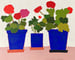Image of Geraniums on the Patio