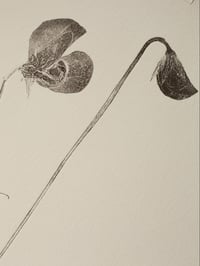 Image 3 of Sweet Pea 07 - A3 - Original Botanical Monoprint 