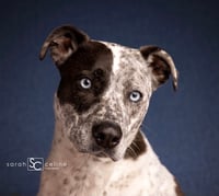 Image 5 of Dog Mini Session (single dog)