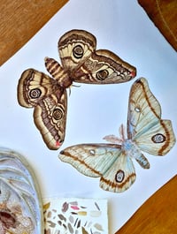 Image 1 of Mirror Moths ORIGINAL ARTWORK