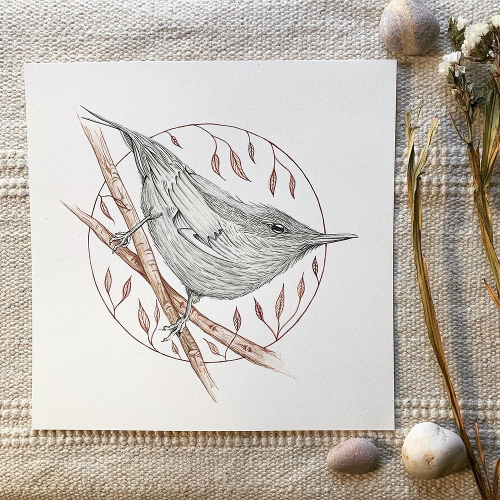 Image of ‘Curious’ Nuthatch Print