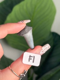 Image 6 of SMALL MEGALODON TEETH -SOUTH CAROLINA- CHOOSE YOUR OWN LOT 1