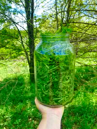 Image 3 of Cleavers Tincture