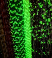 Image 2 of Arabian Glow