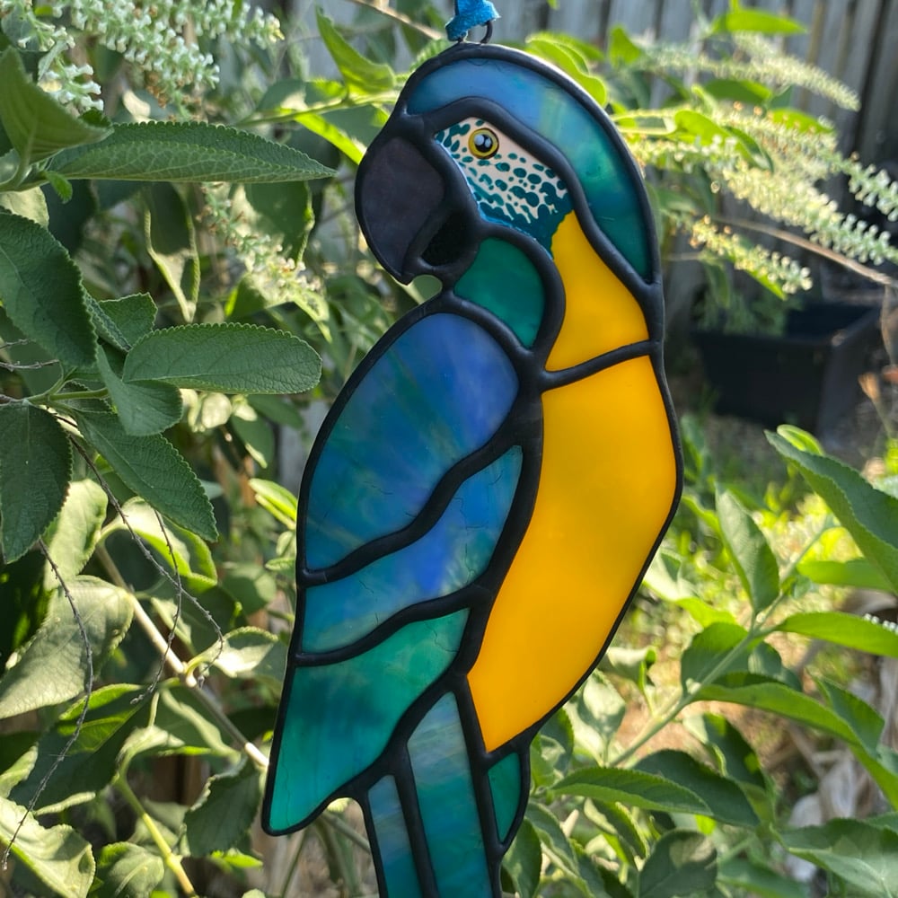 Image of Blue Throated Macaw