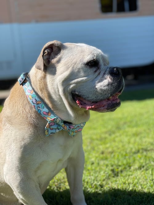 Image of Cool Beans Collection - Adjustable Pet Collar