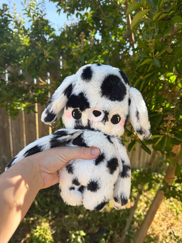 Image of dalmation baby