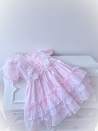 Image 3 of Ruffled Fancy - 6 years 