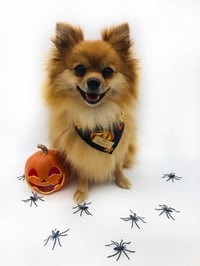 Image 4 of Pumpkin Face Halloween Bandana 