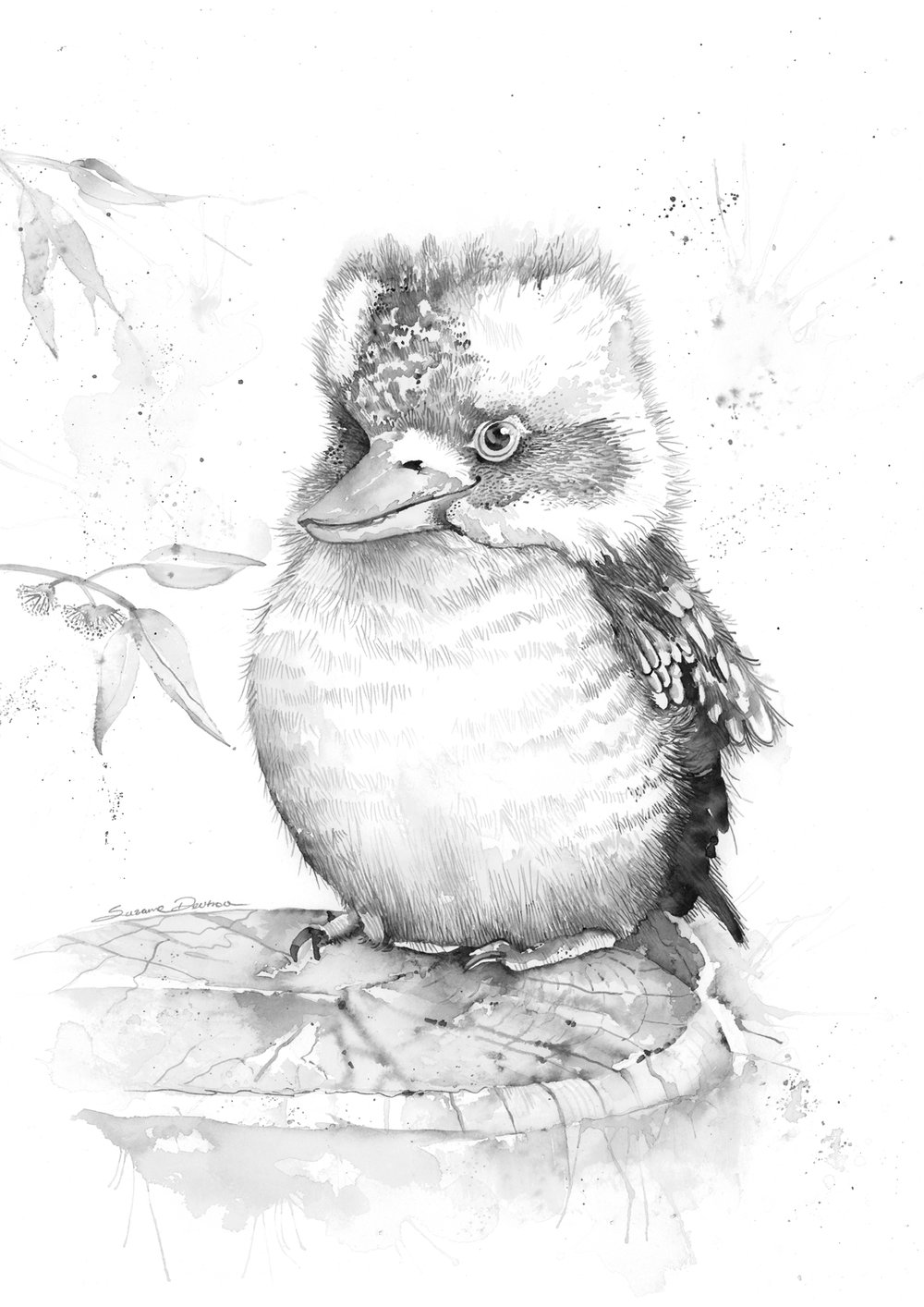 Image of King the baby kookaburra - FREE Shipping within Australia