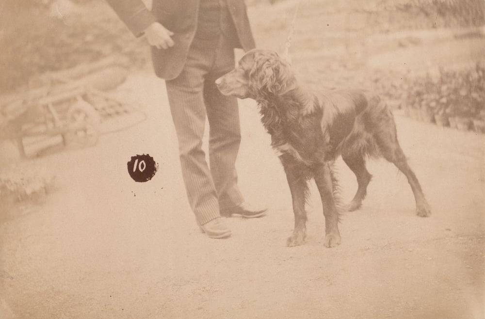 Image of Hunting dog posing for a numbered albumen print, ca. 1895