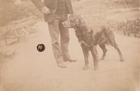 Hunting dog posing for a numbered albumen print, ca. 1895