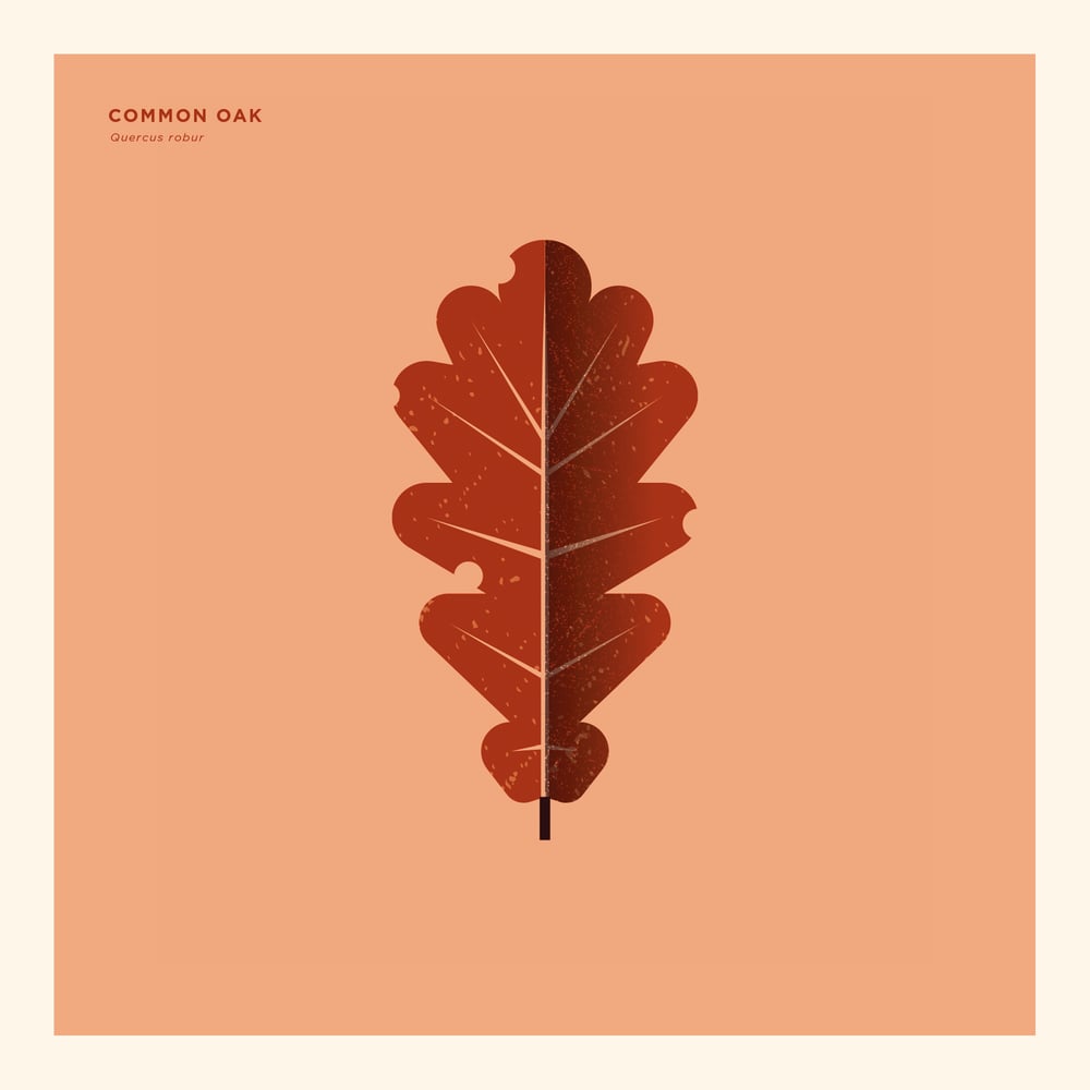 Image of Common Oak Artprint