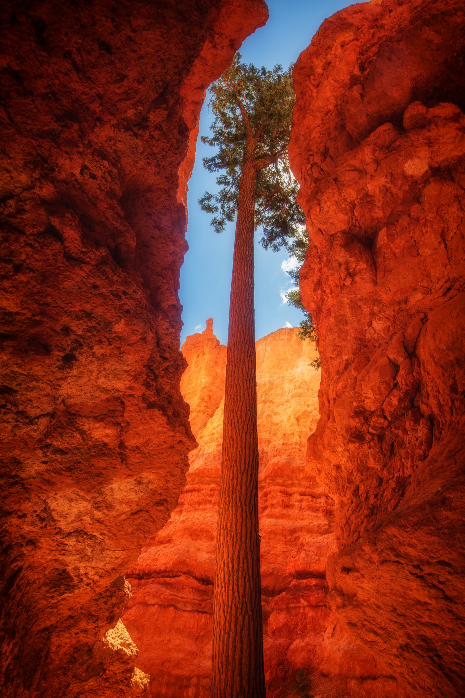 Image of Tree of Bryce