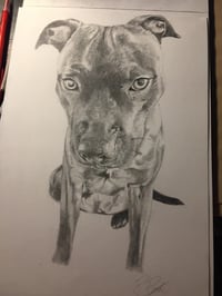 Graphite Pet Portrait