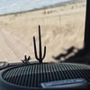 Saguaro Cactus Cacti 