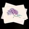 Hydrangea, 5-Pack Greeting Card Set