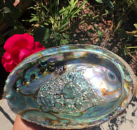 Image 4 of XL Abalone Shell + Smudge (optional) - PACIFIC COAST 