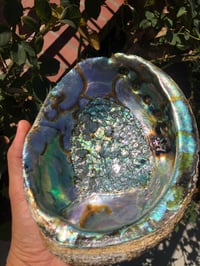 Image 1 of XL Abalone Shell + Smudge (optional) - PACIFIC COAST 