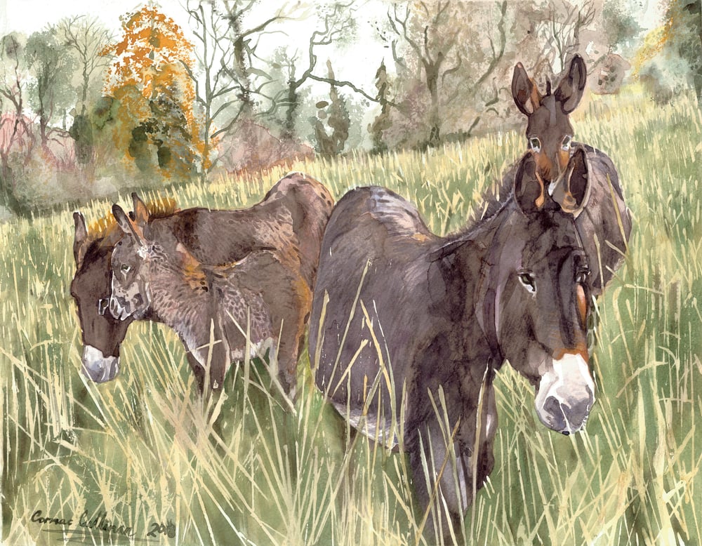 Image of Donkeys at Lough Meelagh-  fine art print 20''x16'' on Fine art paper