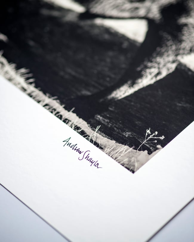 American Bison, Bear Butte, South Dakota