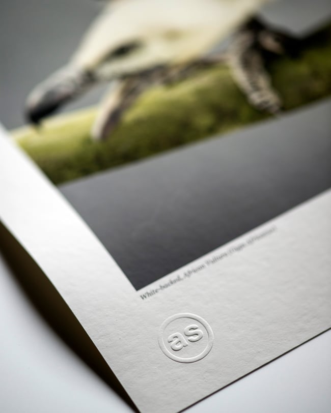 White-backed African Vulture