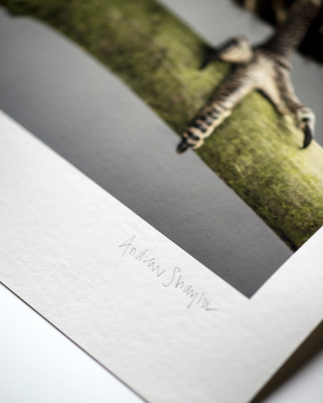 White-backed African Vulture