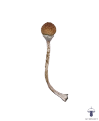 R44 MAGIC MUSHROOMS