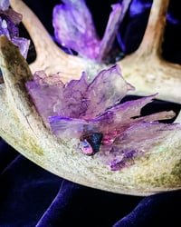 Image 2 of Purple Mica Butterfly Aura Quartz Clear Quartz  & Chalcopyrite - Antler Crown