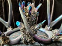 Purple/Blue Titanium Quartz & Carborundum - Antler Crown