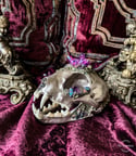 Purple Aura Quartz & Chalcopyrite - Bobcat Skull.